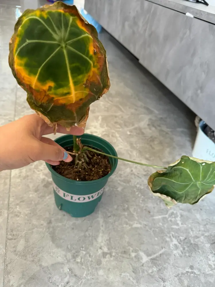 Anthurium leaf with brown crispy edges and yellowing caused by strong light, dry air, and uneven soil moisture