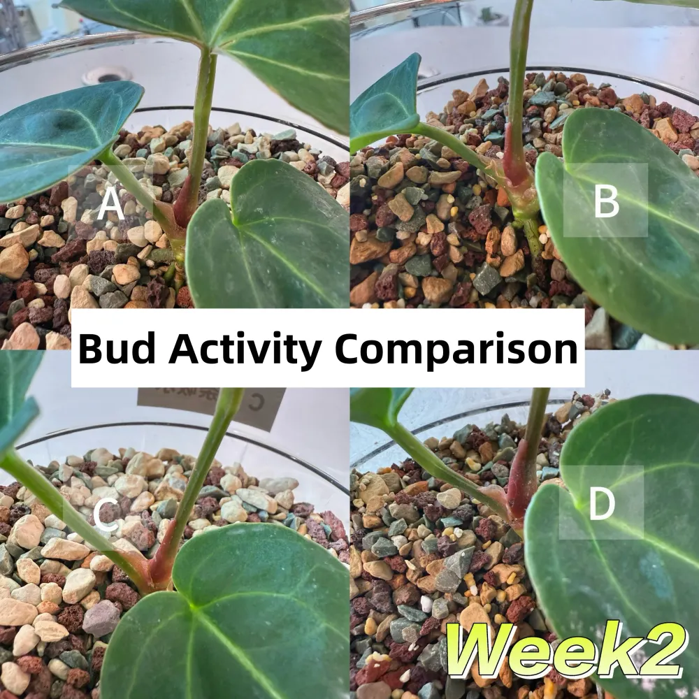Close-up comparison of Anthurium growth points and bud activity under four watering methods in Week 2