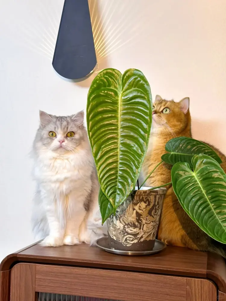Two pet cats sitting next to a potted Anthurium plant indoors without touching it