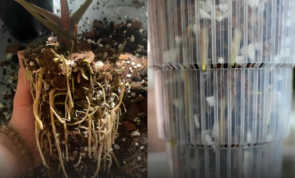 Anthurium root ball removed from the pot to inspect roots after the mix stayed wet too long。Anthurium roots visible through a clear plastic pot used to monitor root growth and moisture levels