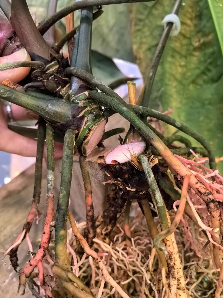Close-up of root cleanup and lower base cutting on Anthurium ace of spades during repotting