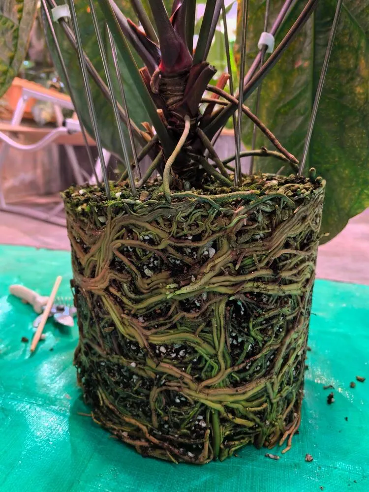 Pot-bound Anthurium ace of spades showing a dense circling root mass after removal from the pot