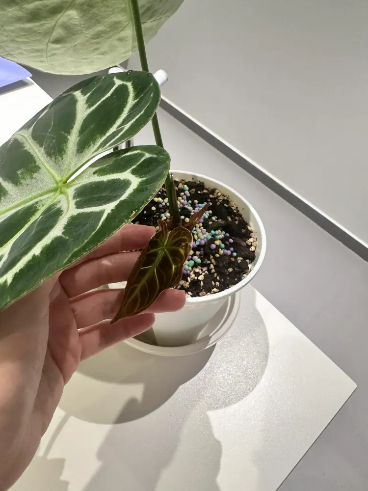 Young Anthurium leaf emerging in a dark brown tone beside mature green leaves