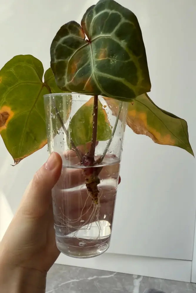 Anthurium cutting held in a clear cup of water with visible roots and several leaves showing yellow and brown stress damage