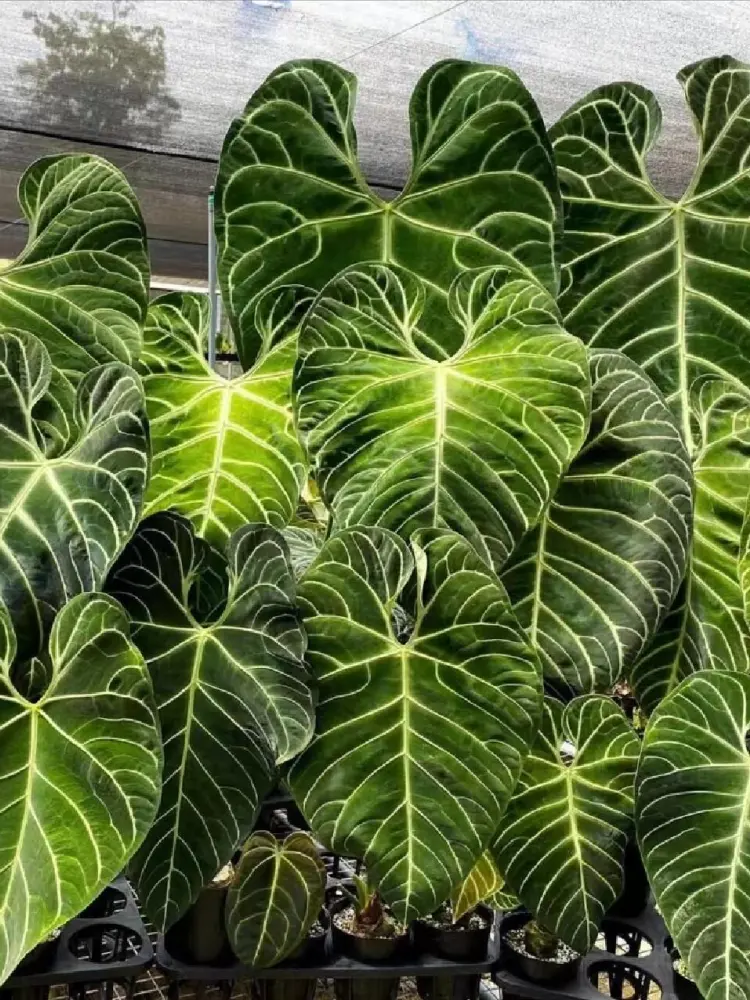 A group of Anthurium regale plants showing dense pale venation across dark velvet leaves