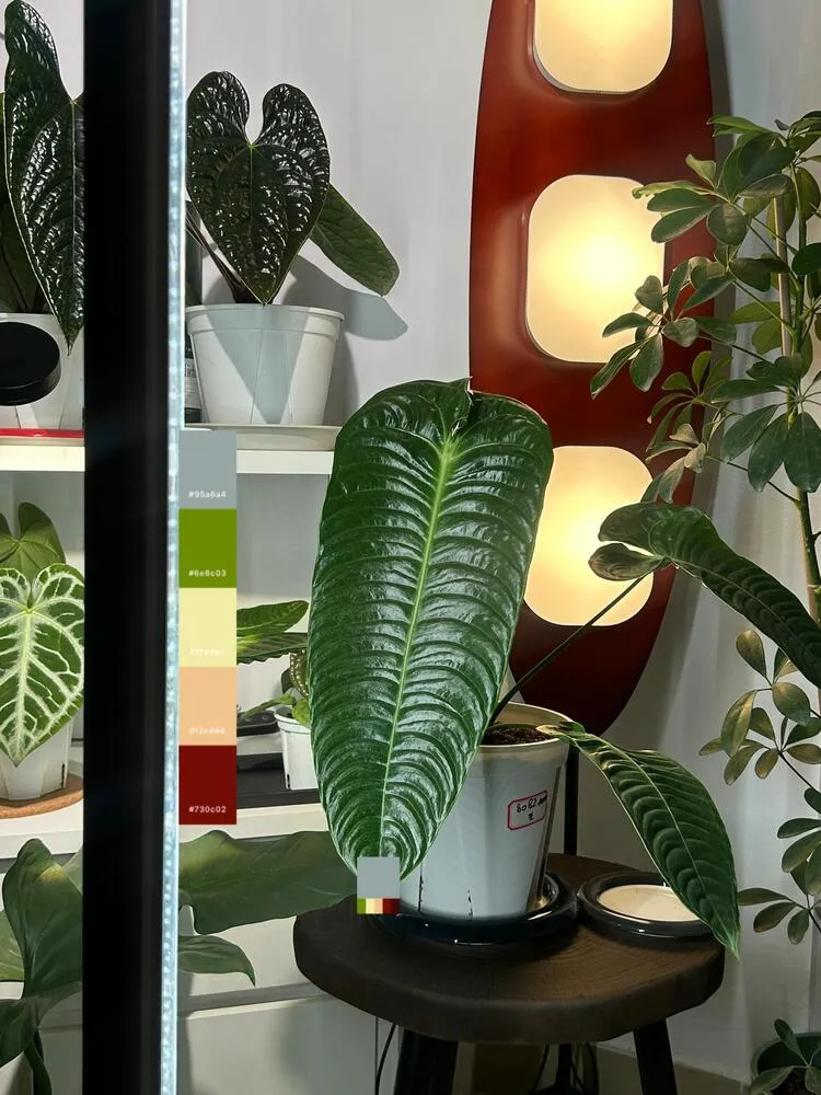 Anthurium veitchii leaf with stronger corrugation and more defined veins under indoor light