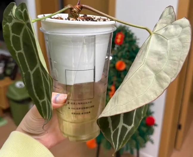 This was the kind of case that taught me not to equate moisture in the pot with a plant that is actually hydrated. A drooping Anthurium can still behave as if it is dry when the roots are not taking up water properly.