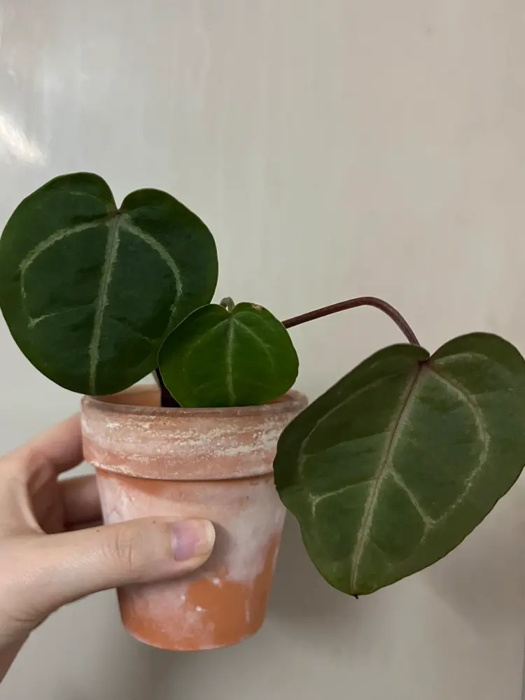 Anthurium with soft drooping leaves while the roots still appear mostly intact