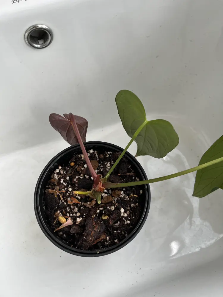 Drooping Anthurium with a softening stem 1
