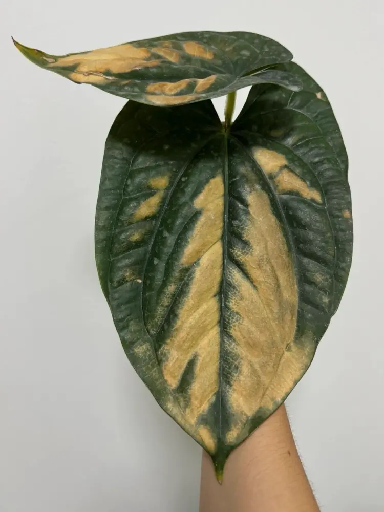 large anthurium leaf with irregular yellow patches after too much direct sun