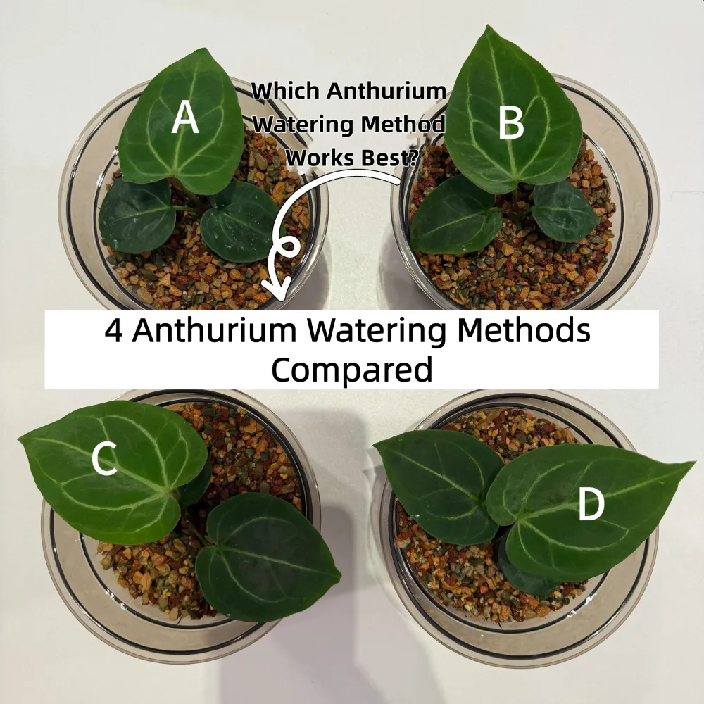 Four Anthurium seedlings arranged side by side for a watering method comparison test