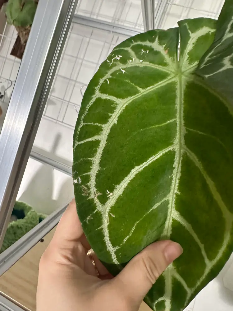 Close-up of a velvet Anthurium leaf with visible chew damage along the outer edge