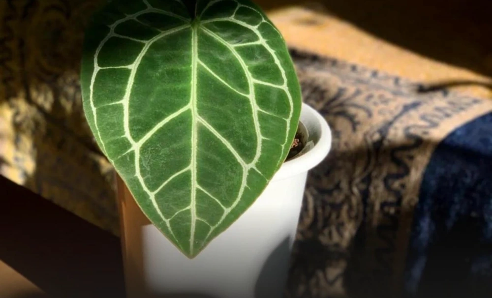 Healthy Anthurium leaf showing firm growth and even green color