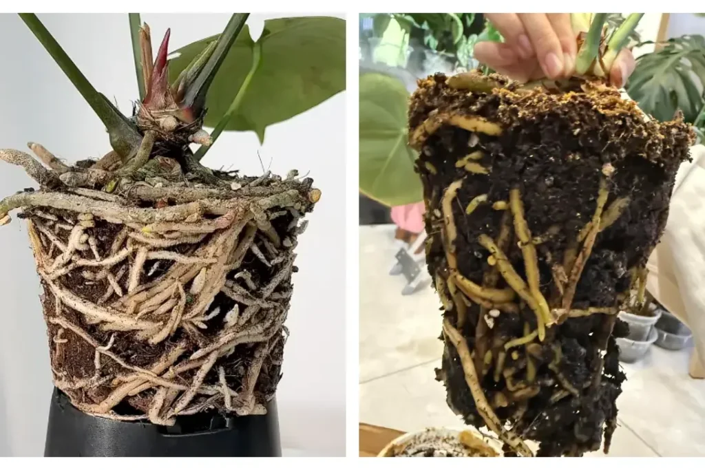 Side-by-side comparison of an Anthurium with healthy exposed roots and another plant removed from a very wet compact root ball
