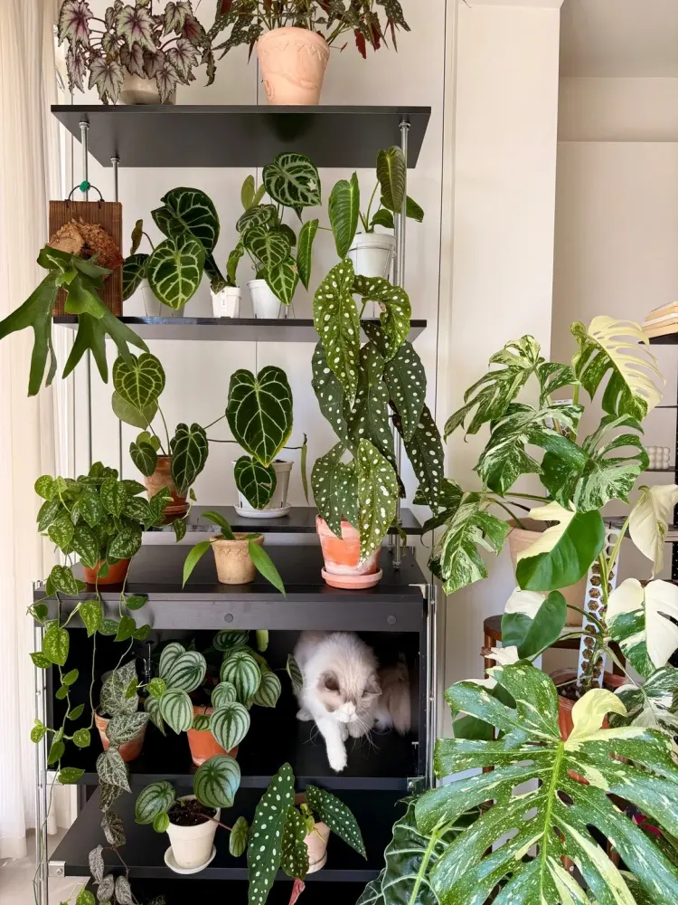 Cat sitting inside a plant shelf surrounded by houseplants including velvet Anthuriums and other foliage plants