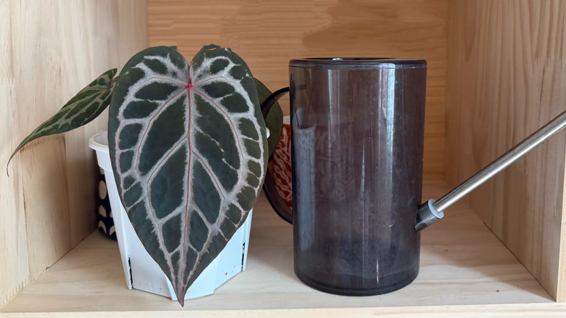 How to Water Anthuriums Indoors Without Guessing Every Time