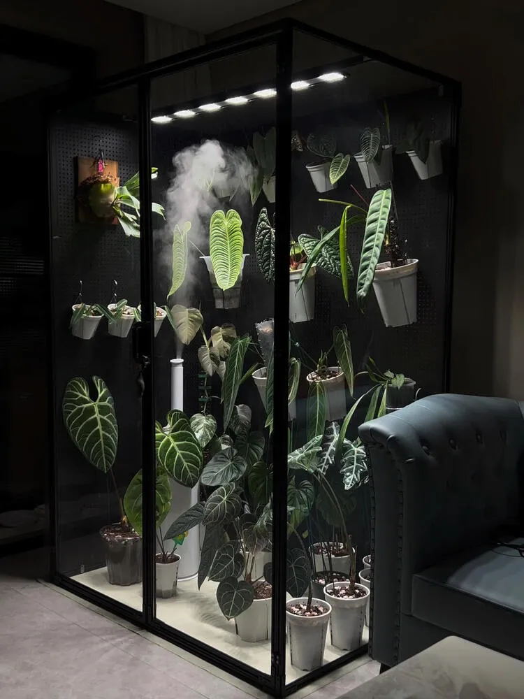 Indoor glass cabinet setup used for growing anthuriums in higher humidity conditions