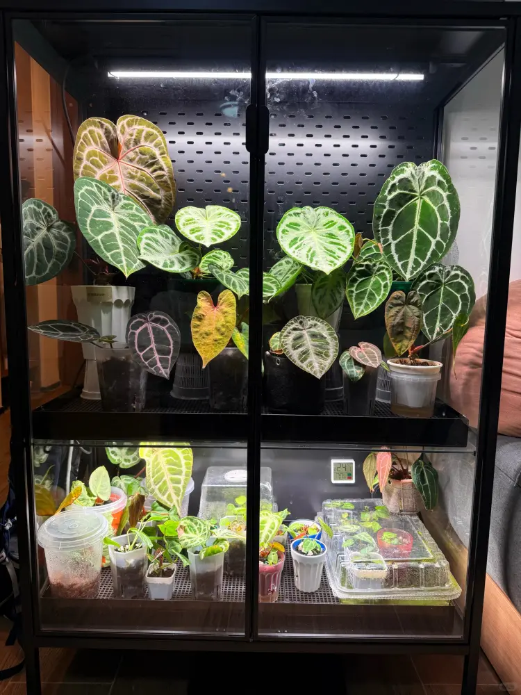 Glass indoor plant cabinet filled with Anthuriums growing under LED grow lights