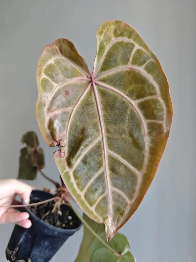 Anthurium leaf with dull uneven brown damage and pest-related surface scarring