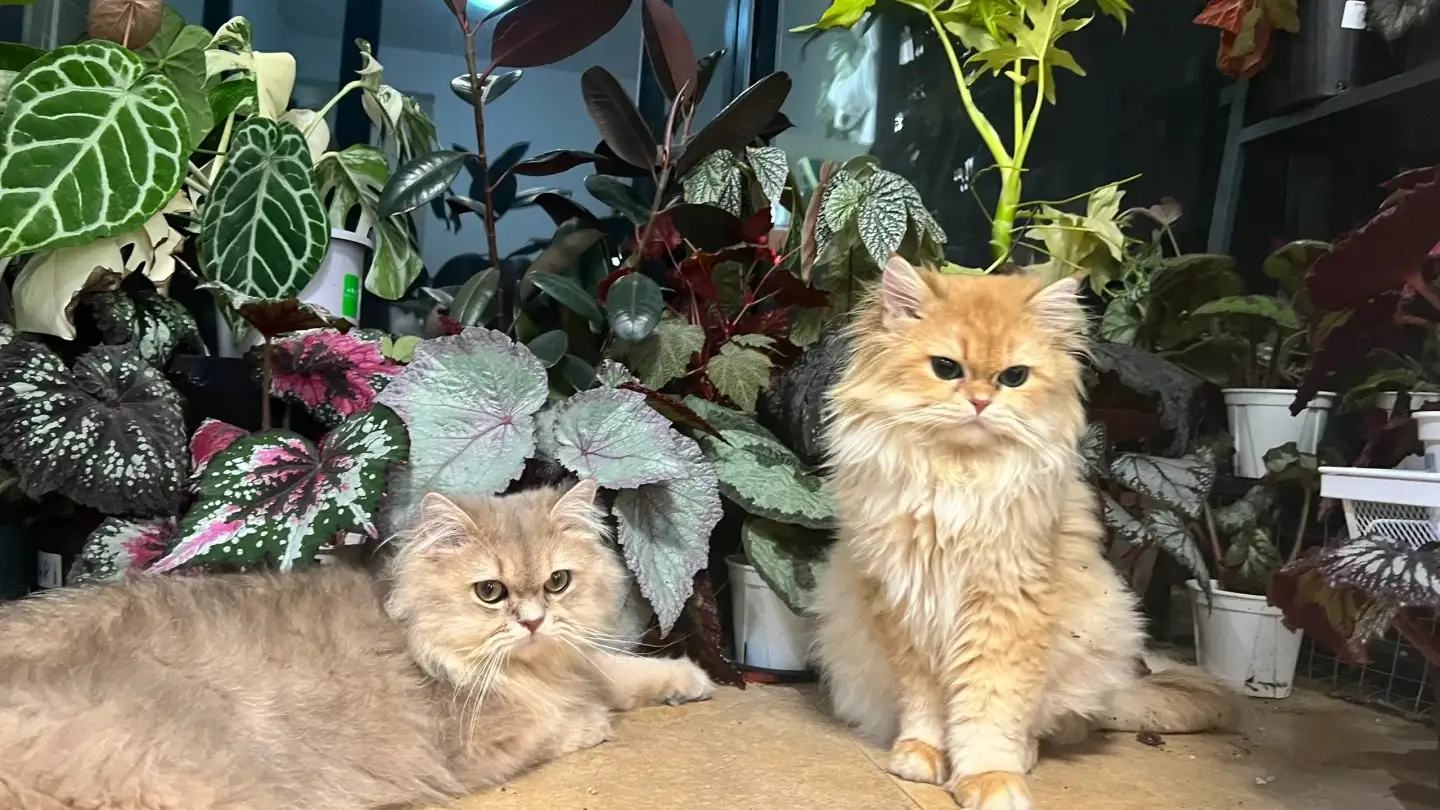 Is Anthurium Toxic to Cats? What Happens If a Cat Chews It