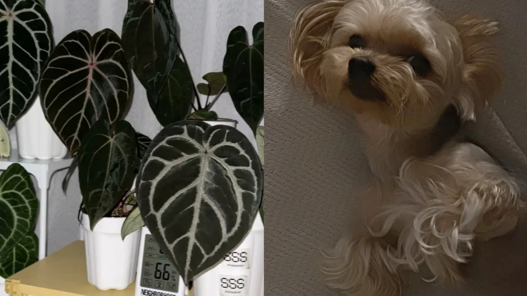 Is Anthurium Toxic to Dogs? What I’d Actually Do If a Dog Chewed One