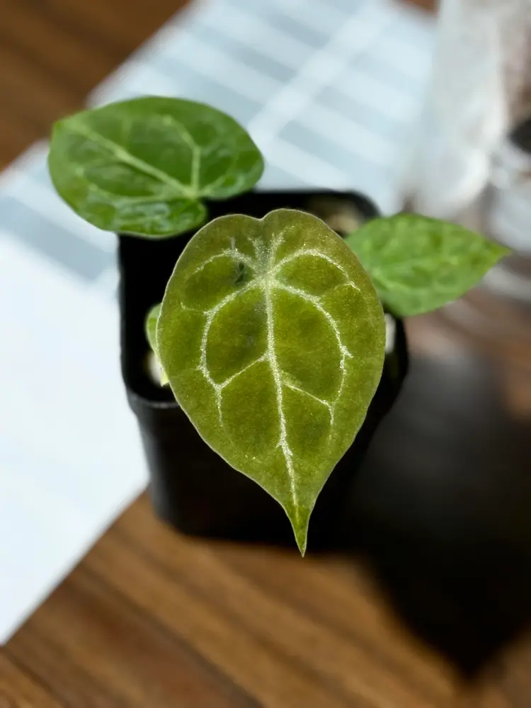 Small juvenile Anthurium forgetii leaf with a closed sinus and early shield-like shape