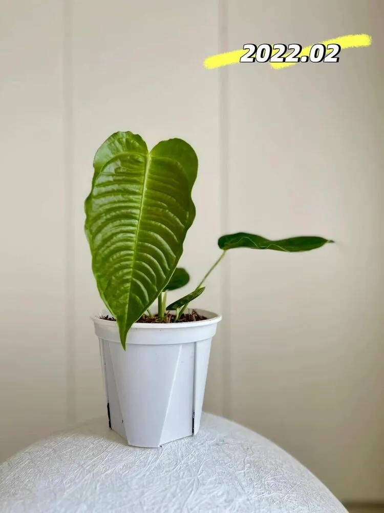 Young Anthurium veitchii in a white nursery pot with a leaf around 15 cm long