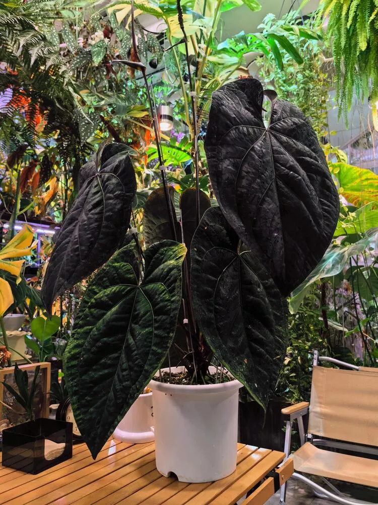 Large Anthurium ace of spades with multiple dark mature leaves growing in a pot that is no longer proportionate to the plant