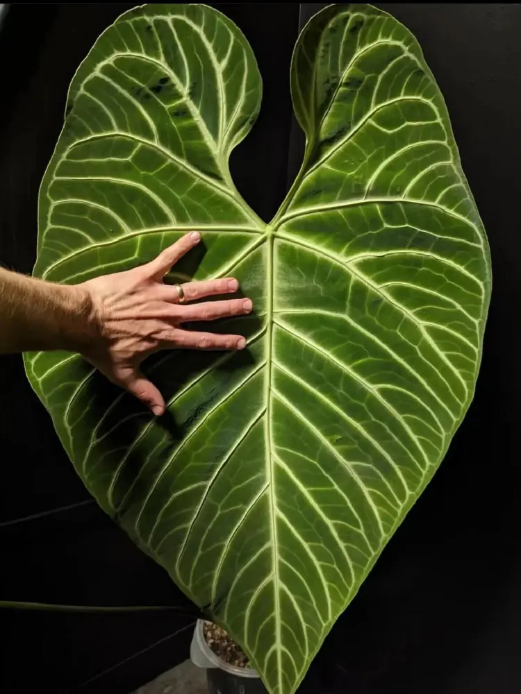 Large Anthurium regale leaf shown beside a hand for scale