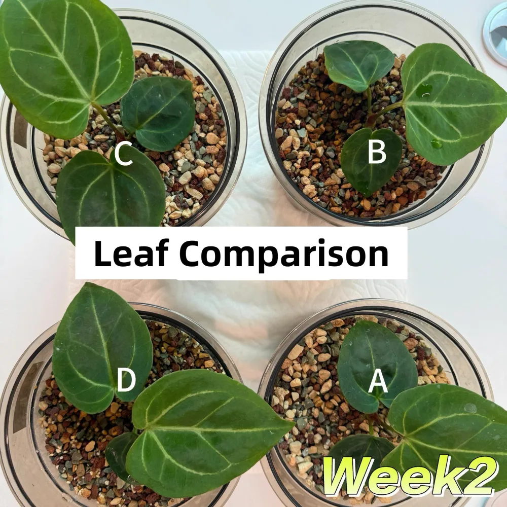 Top-down view of four Anthurium seedlings showing leaf differences under four watering methods in Week 2