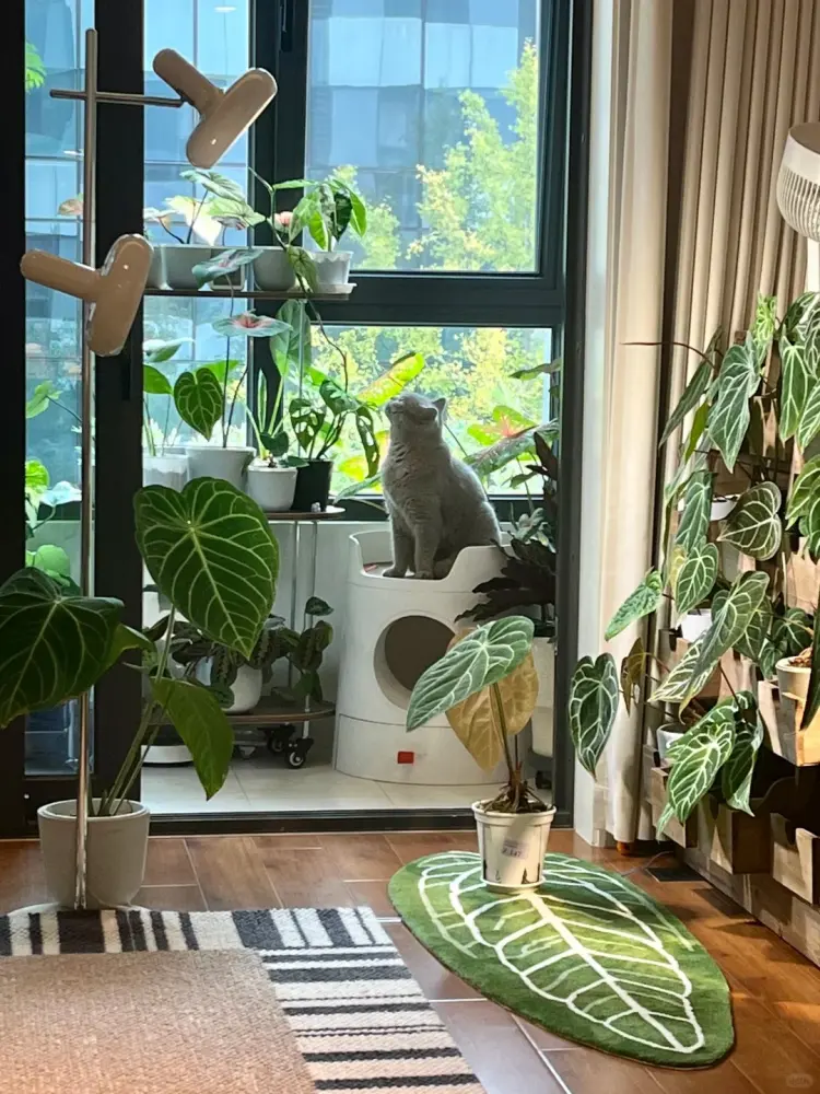 Indoor room with multiple Anthurium plants and a cat sitting near the window among houseplants