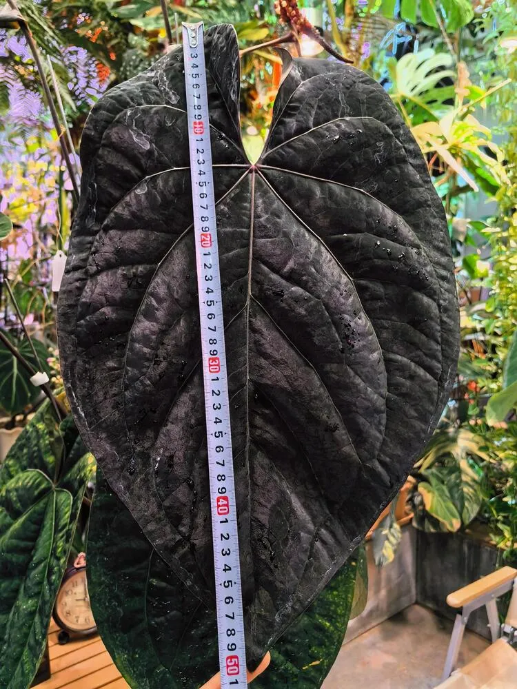 Large Anthurium ace of spades leaf being measured at nearly 50 cm long