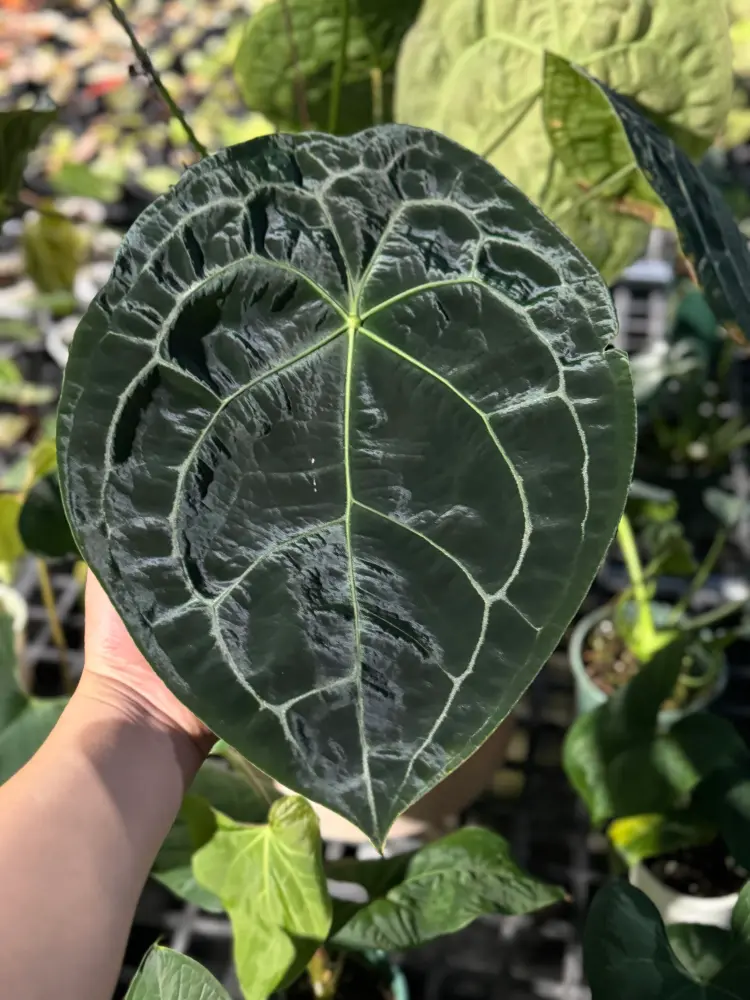 Mature Anthurium forgetii leaf with a closed sinus, broad shape, and subtle velvety texture