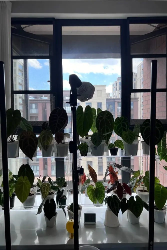 Close-up of large mature Anthurium leaves with rich color and well-developed shape compared with a smaller leaf behind