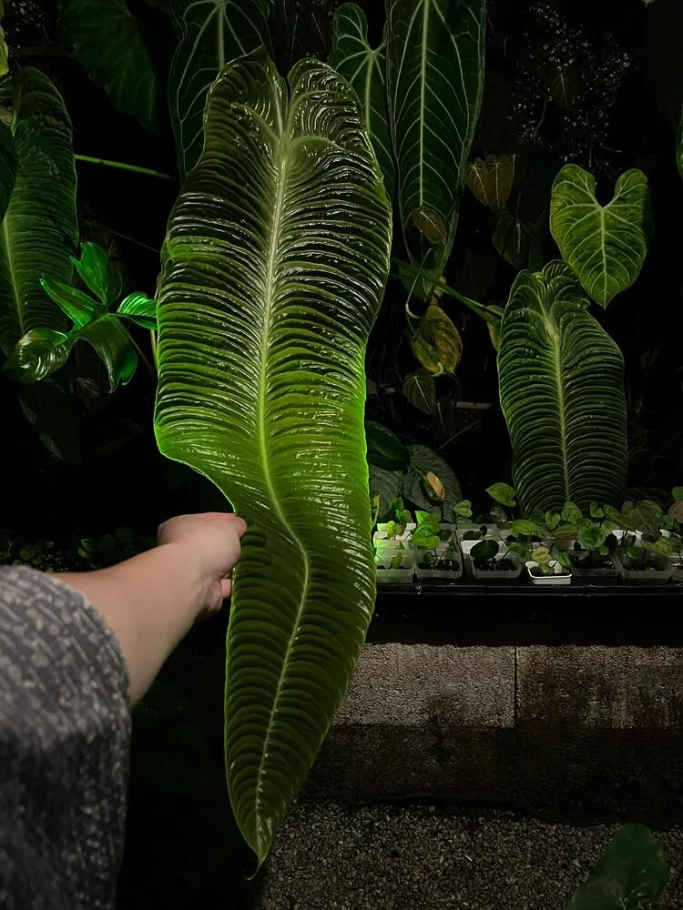 Large mature Anthurium veitchii with long corrugated leaves displayed indoors at night