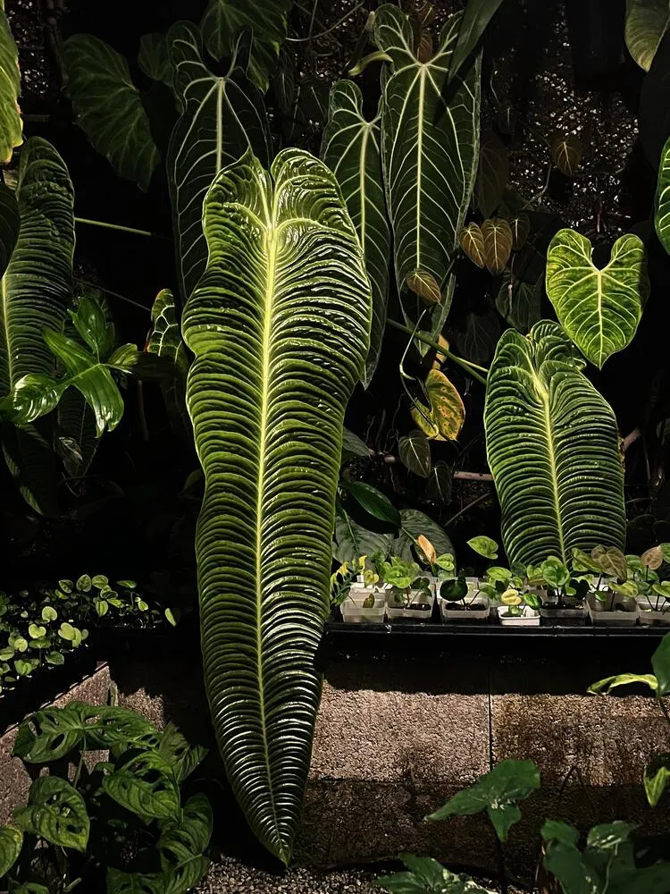 Large mature Anthurium veitchii with long corrugated leaves displayed indoors at night