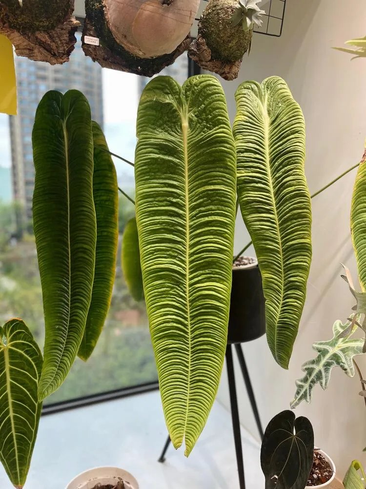 Large mature Anthurium veitchii with deeply corrugated hanging leaves growing indoors near a window