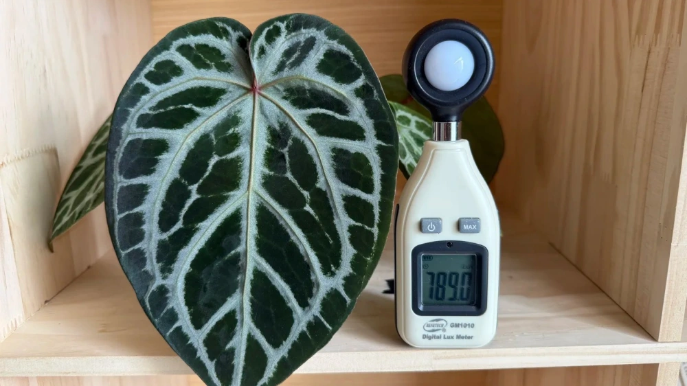 Anthurium Light Requirements: How Much Light They Really Need Indoors