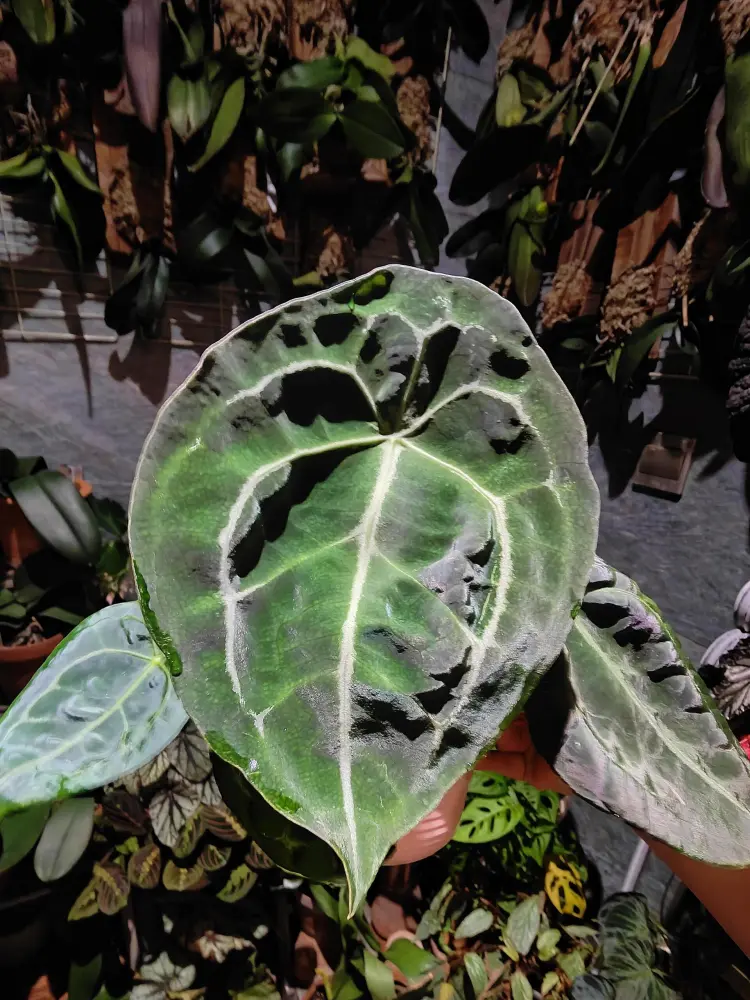 Older Anthurium forgetii leaf showing visible scarring and damaged patches on the surface