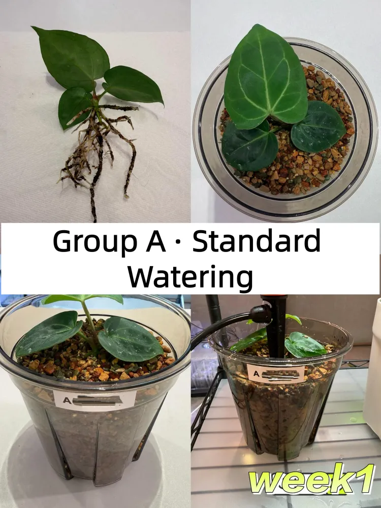 Anthurium seedling grown with standard top watering and free drainage