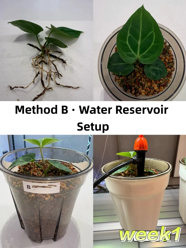 Anthurium seedling grown in an inner pot sitting inside an outer pot with standing water