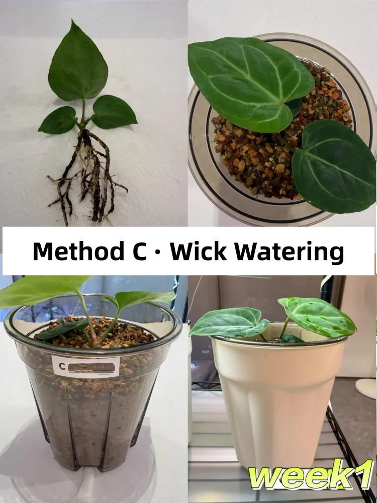 Anthurium seedling watered through a wick drawing moisture upward from a reservoir