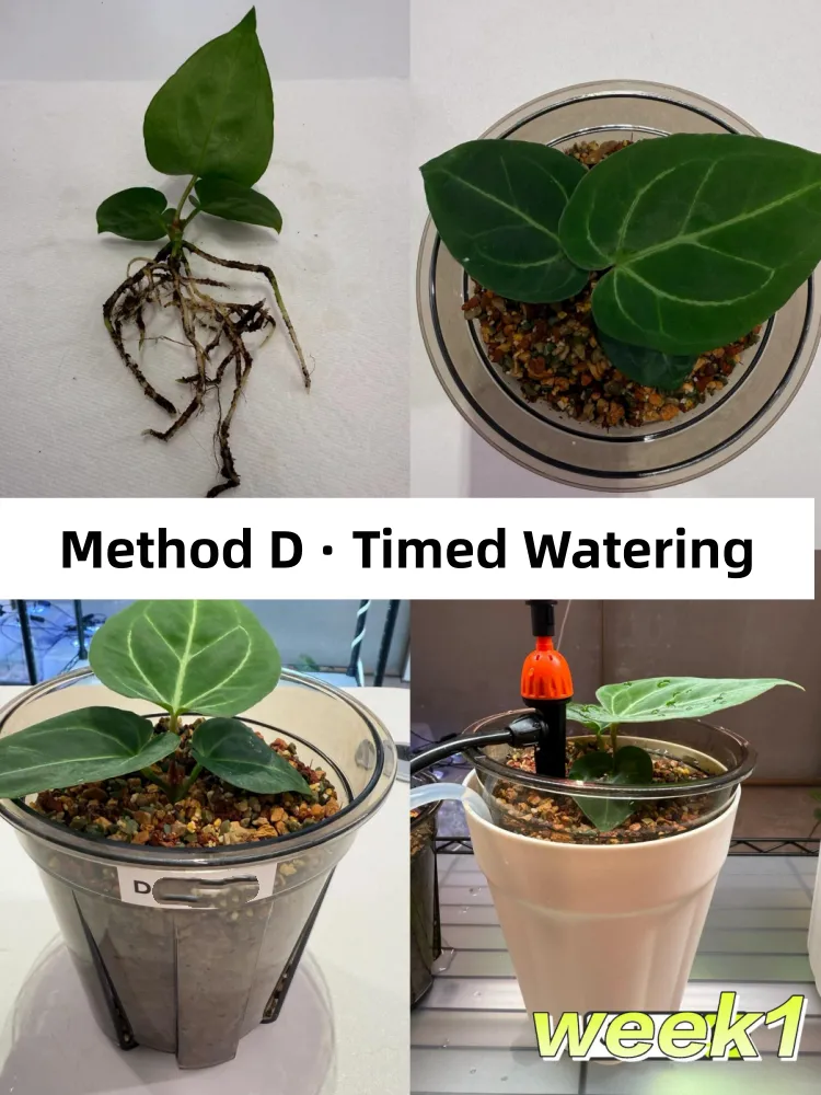 Anthurium seedling grown with timed, measured watering and a controlled soak-and-drain rhythm