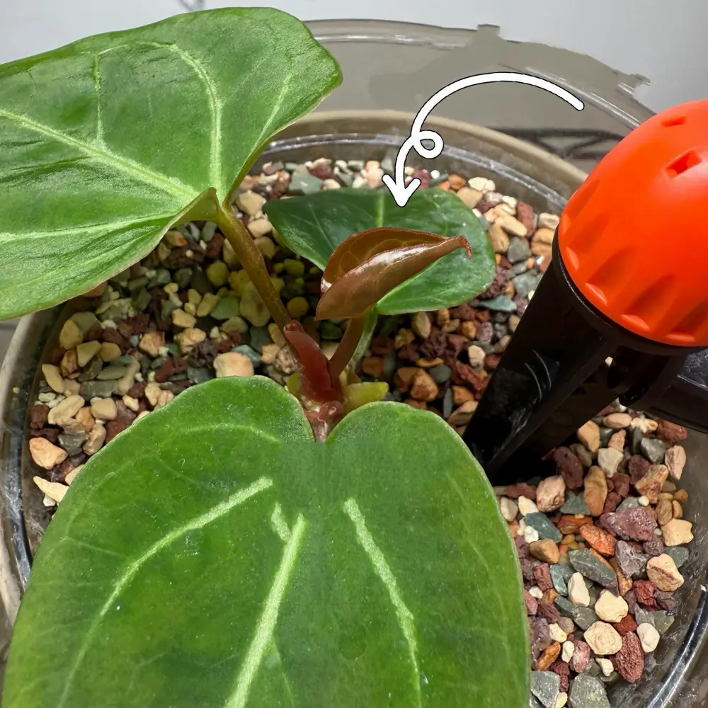 Close-up of new Anthurium growth emerging in the timed watering setup