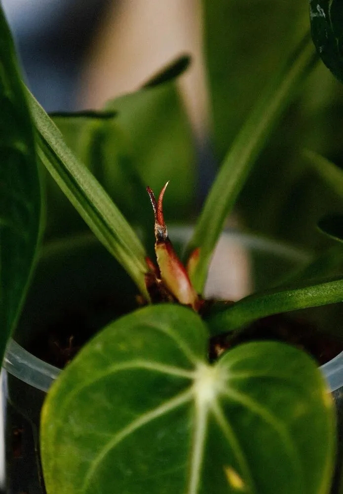 New leaf emerging from a red cataphyll on Anthurium villenaorum