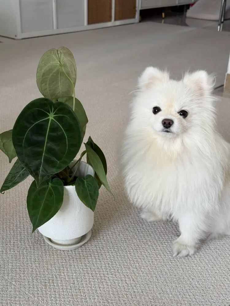 Small white dog sitting beside a potted anthurium on a light-colored carpet indoors