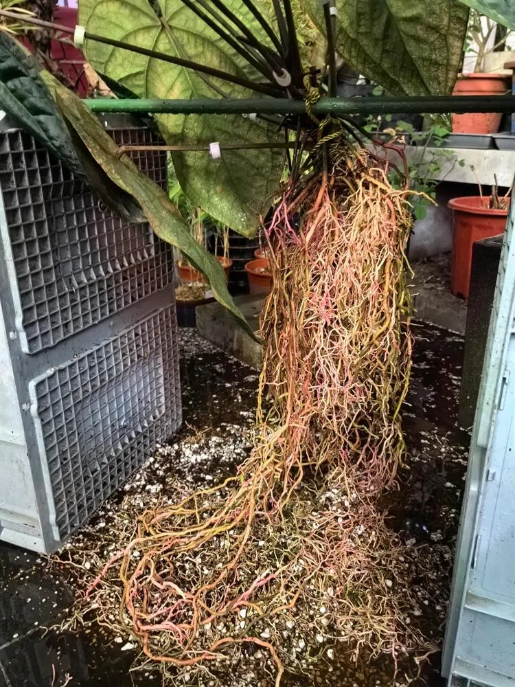 Large Anthurium ace of spades with an oversized trailing root mass removed from the pot