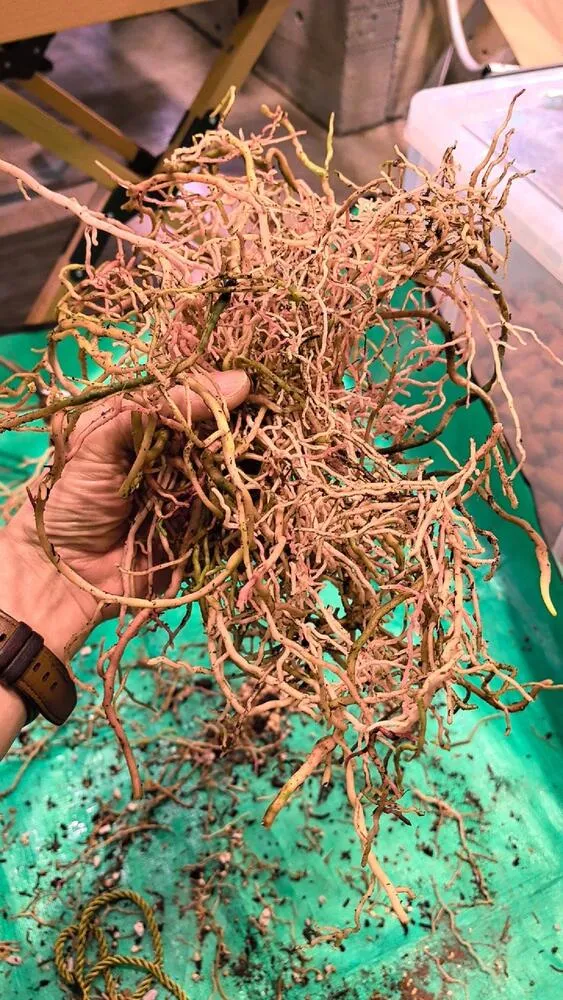 Hand holding a large mass of old roots removed from Anthurium ace of spades during repotting