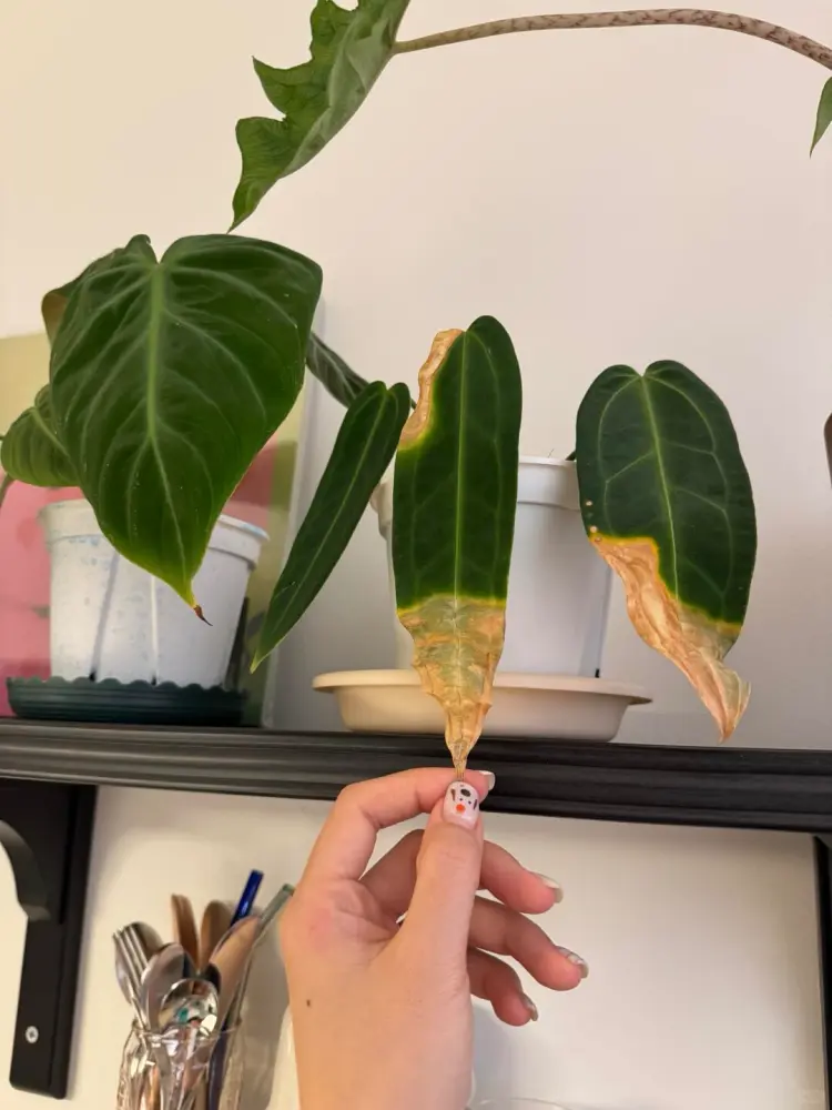 anthurium older leaf yellowing while new leaf growth slow indoor plant stress recovery