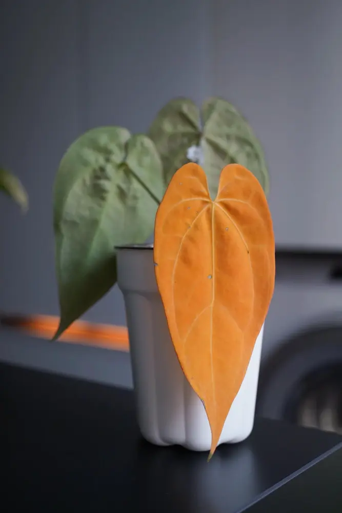 Anthurium plant with one fully yellow older leaf in front while the remaining leaves stay green